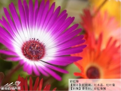 花卉彩虹菊简介 彩虹菊长什么样图