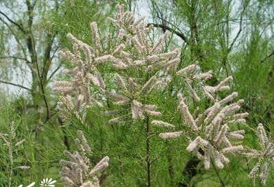 花卉怪柳介绍 怪柳照片图