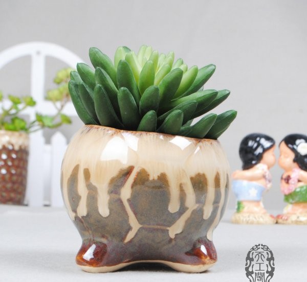 多肉植物怎么养好