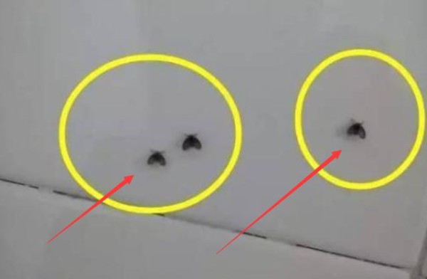 卫生间里总有小飞虫？教你一招，轻松杀除所有小飞虫