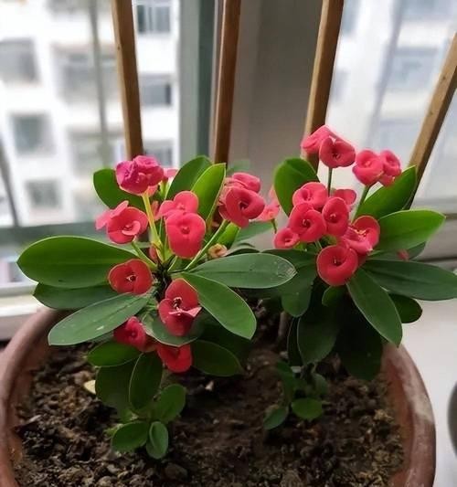 室内养植物选择耐旱好养的有哪些？
