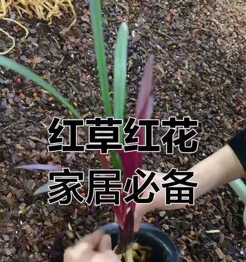 室内花卉选择有哪些技巧？