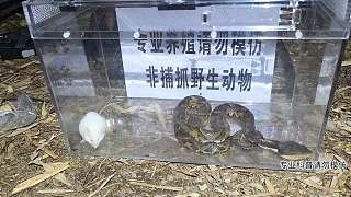 五步蛇毒性测试!!!