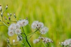 客厅放鱼缸有什么好处