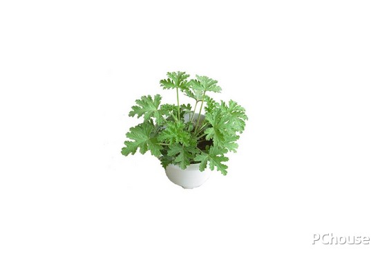 教你如何清除室内甲醛
