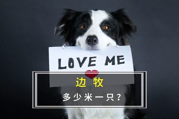 边境牧羊犬价格多少（边境牧羊犬的市场行情和价格走势）