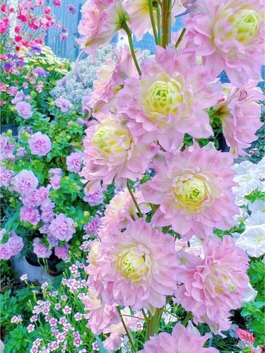 心里的小花园