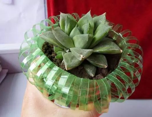废旧物品在幼儿园植物角的重生，不服不行！-幼师课件网第8张图片