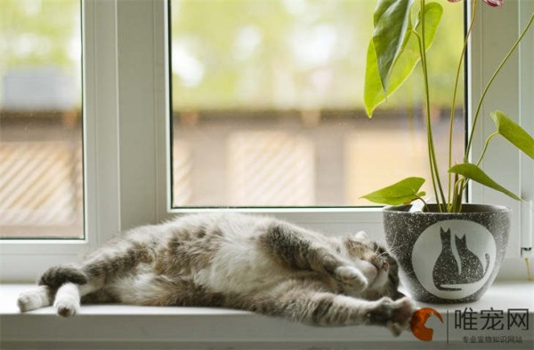 如何彻底清理房间的猫毛 养猫需要注意什么