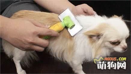 如何清理家里的狗毛？