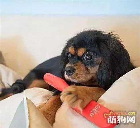 如何清理家里的狗毛？