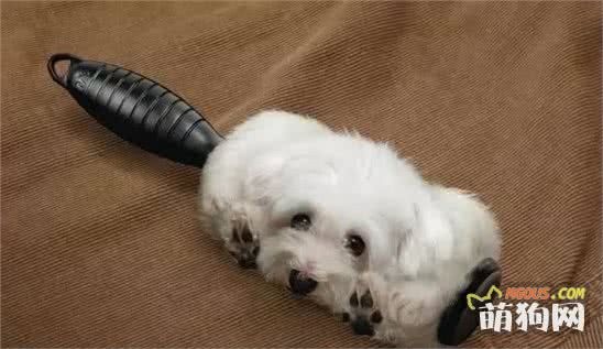 如何清理家里的狗毛？