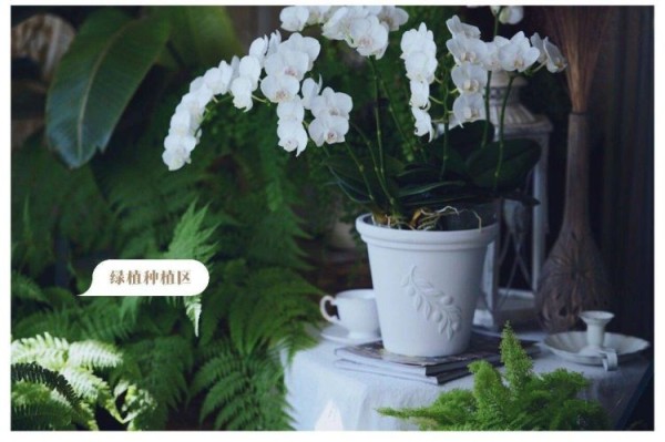 阳台怎样改造成小花园,阳台改造成小花园-成都青望园林景观设计公司-1