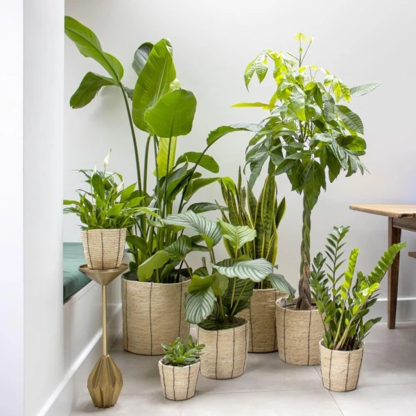 植物的力量：素食主义如何帮助拯救地球