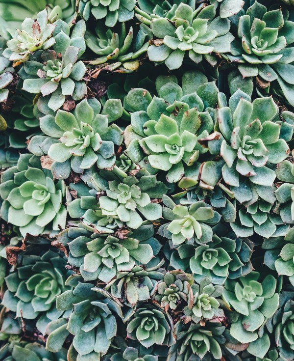 植物
