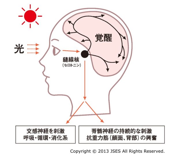 光とメラトニンの関係と仕組み