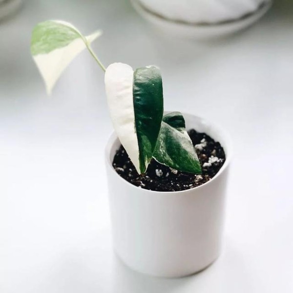 冬天室内绿植养护大揭秘