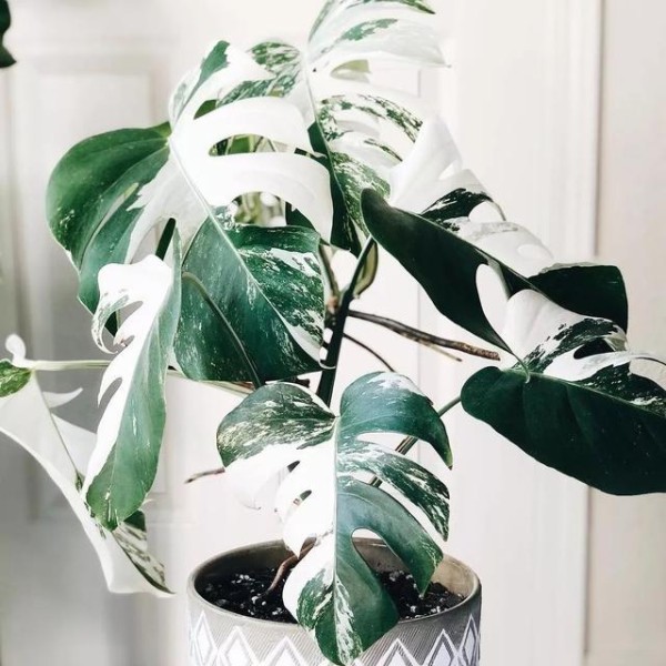 冬天室内绿植养护大揭秘