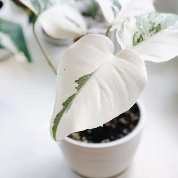 冬天室内绿植养护大揭秘