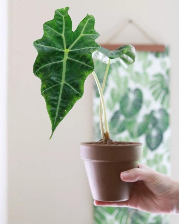 冬天室内绿植养护大揭秘