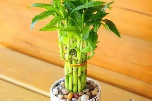 植物摆放风水秘籍：打造旺财旺运的家居绿意空间
