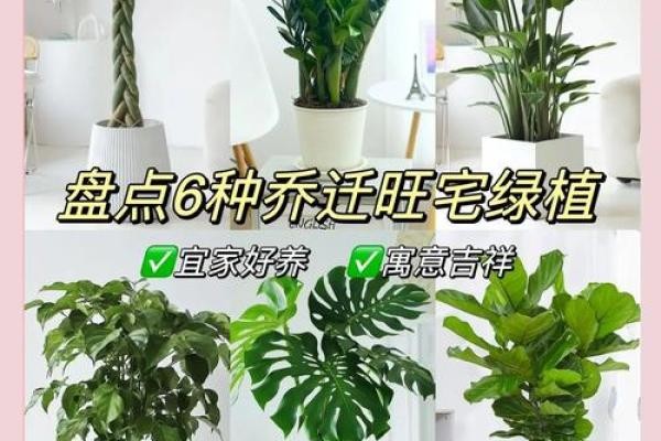 植物摆放风水秘籍：打造旺财旺运的家居绿意空间