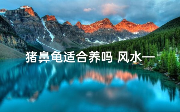 猪鼻龟适合养吗 风水—猪鼻龟风水适宜养吗?家居风水秘籍揭晓