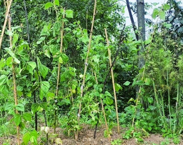 菜园给了住客别样的体验。