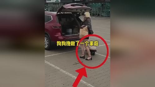 狗狗挽救了一个家庭狗狗挽救了一个家庭