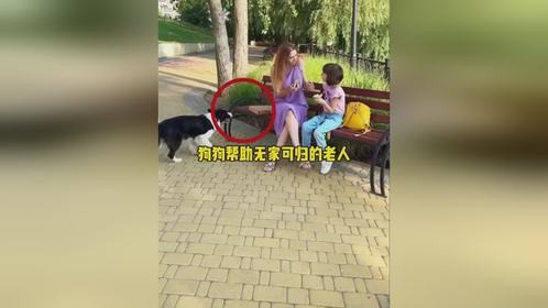 狗狗帮助无家可归的老人狗狗帮助无家可归的老人