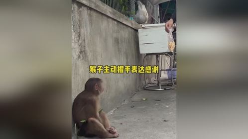 猴子主动握手表达感谢猴子主动握手表达感谢