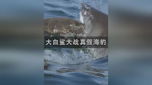 大白鲨大战真假海豹
