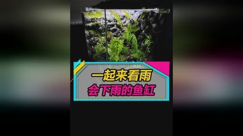 把一场雨收藏起来摆到桌面，会下雨的小鱼缸，制作不难~