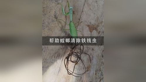 帮助螳螂清除铁线虫！