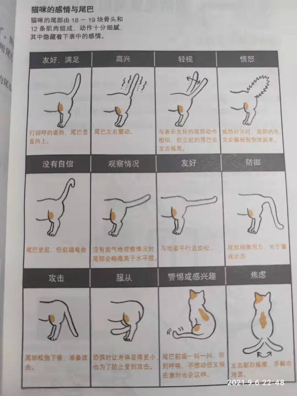 猫咪的尾巴解读