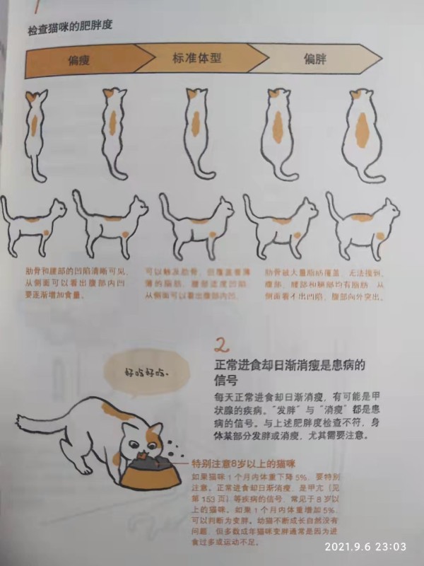 猫咪的肥胖程度