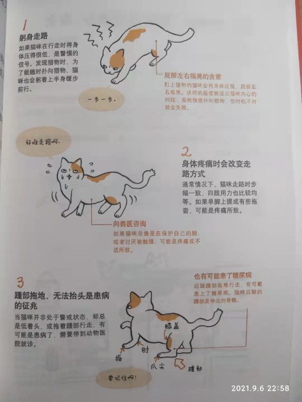 猫咪走路异常需要注意