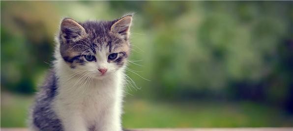 小猫的生活方式（探秘宠物猫的日常习惯与饮食偏好）