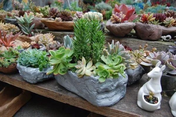用普通的陶盆打造一个室内多肉植物小景观，新手也能制作