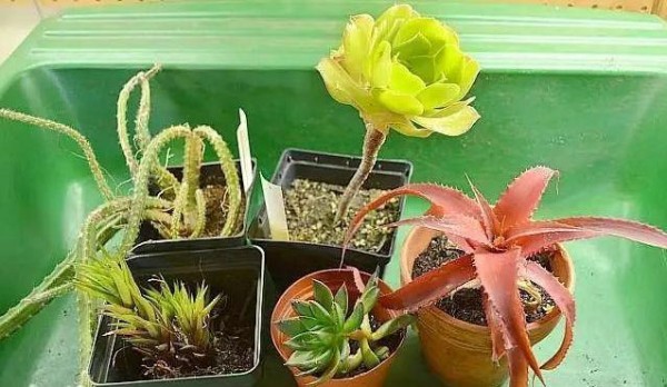 用普通的陶盆打造一个室内多肉植物小景观，新手也能制作