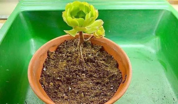 用普通的陶盆打造一个室内多肉植物小景观，新手也能制作