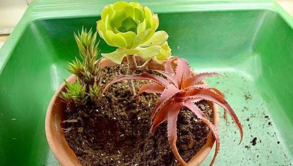 用普通的陶盆打造一个室内多肉植物小景观，新手也能制作