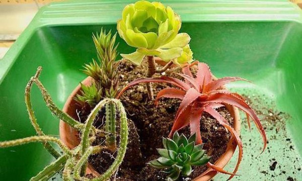 用普通的陶盆打造一个室内多肉植物小景观，新手也能制作