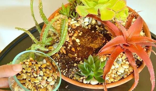 用普通的陶盆打造一个室内多肉植物小景观，新手也能制作