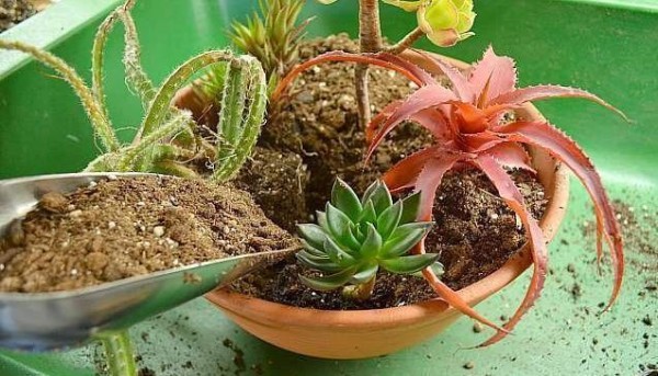 用普通的陶盆打造一个室内多肉植物小景观，新手也能制作