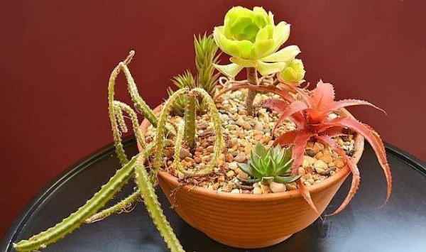 用普通的陶盆打造一个室内多肉植物小景观，新手也能制作