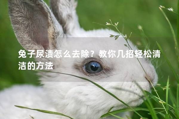 兔子尿渍怎么去除？教你几招轻松清洁的方法