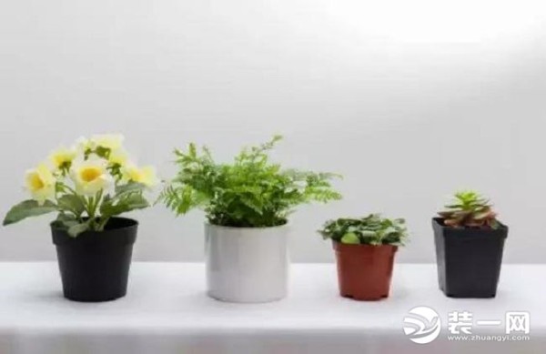 家庭绿植摆放图片