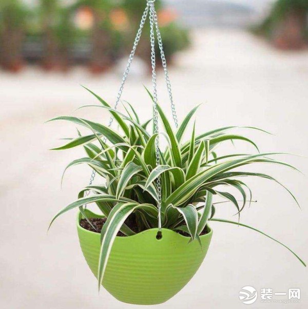 家庭绿植摆放图片