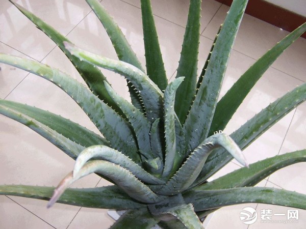 家庭绿植摆放图片